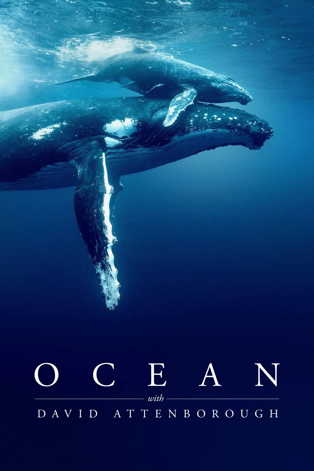 Ocean with David Attenborough (Ocean with David Attenborough) [2025]
